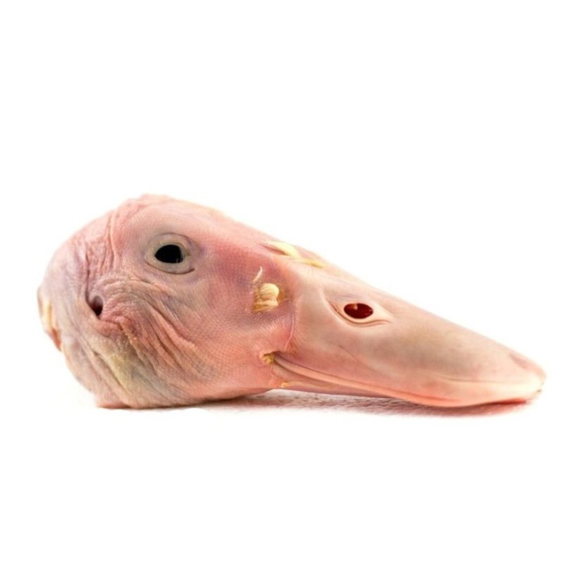 Kachní hlavy celé (1kg)